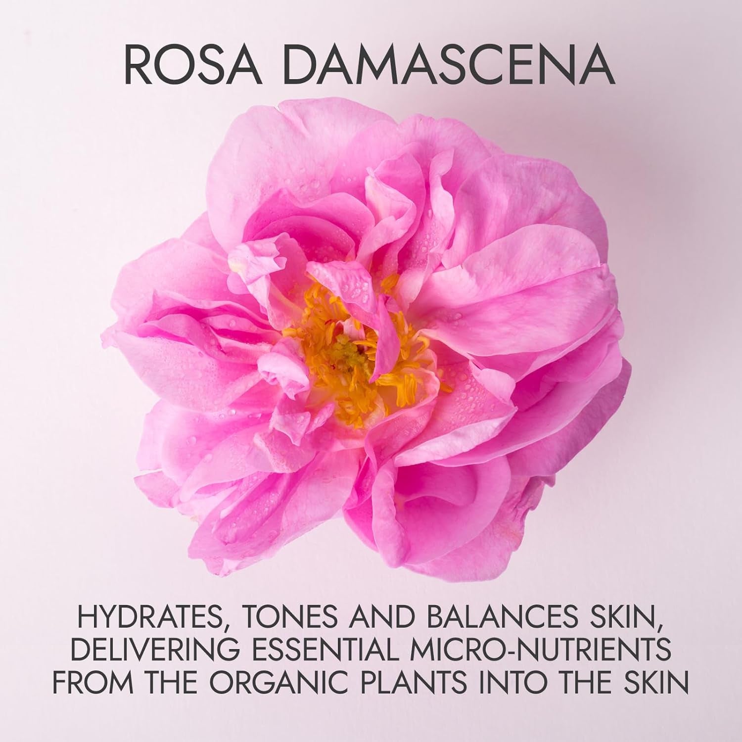 Alteya Organic Rose Water Spray 120Ml Glass - Pure Organic Rosa Damascena (Damask Rose) Hydrolat - USDA Certified Organic - Face Toner, Revitalizing Body, Condition Hair & Scalp