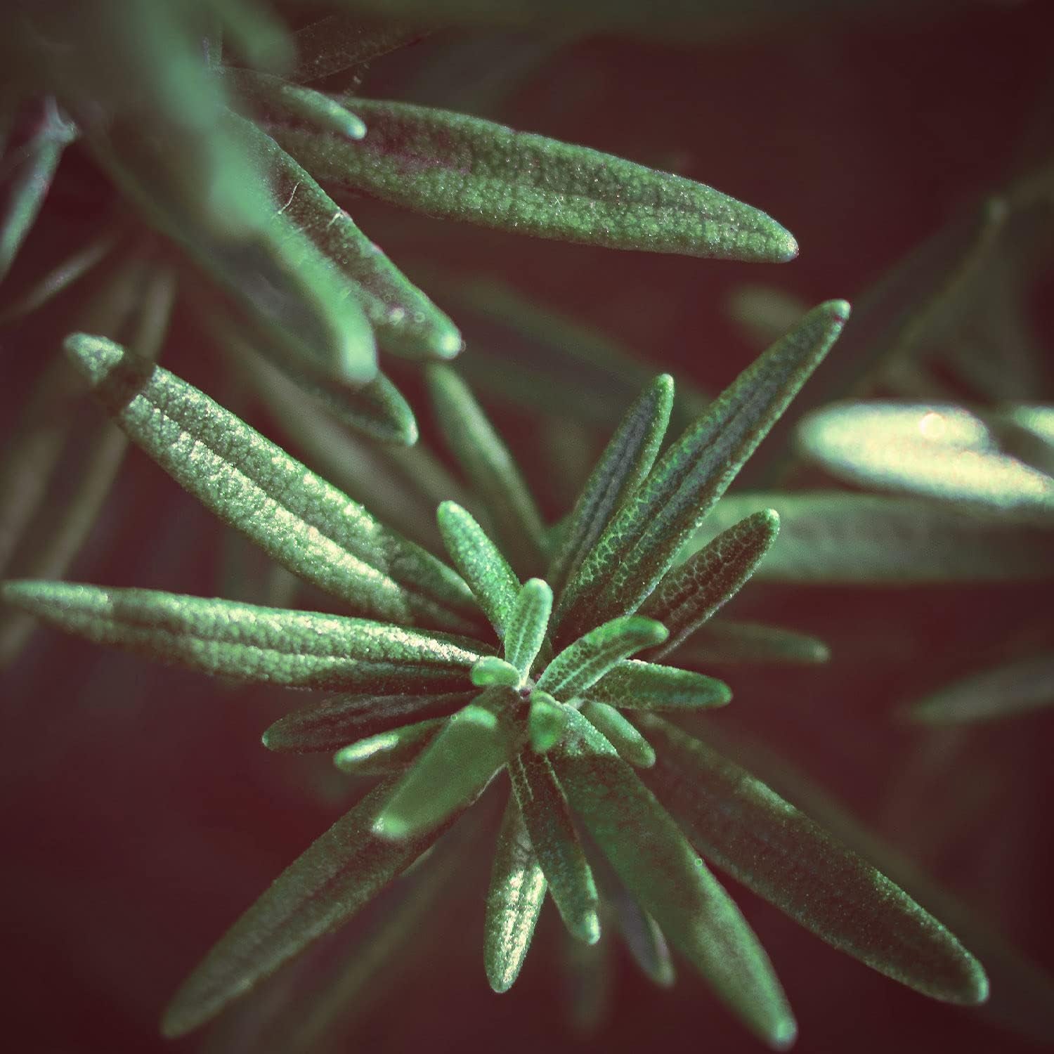 Organic Rosemary Essential Oil (No. 108) 100Ml - Pure, Steam Distilled, Undiluted - for Hair Growth, Aromatherapy, Diffusers